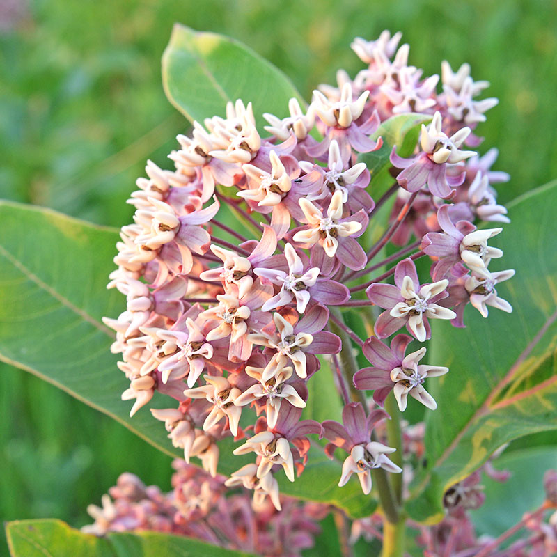 Common milkweed