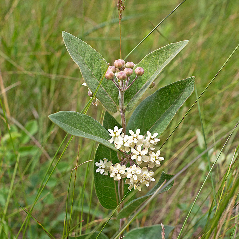 oval-leaf milkweed