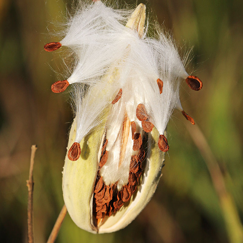 Milkweed pod