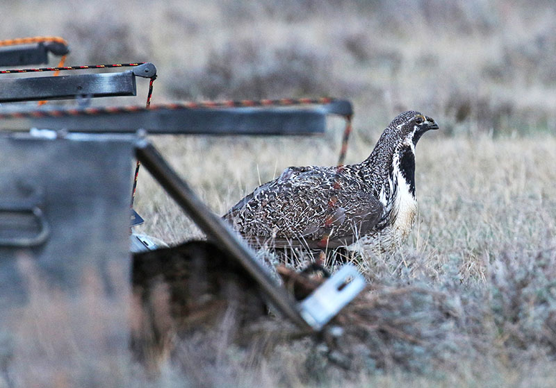 Grouse in release box