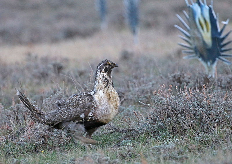 Grouse decoys