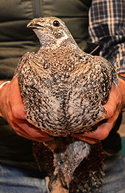 Sage grouse hen