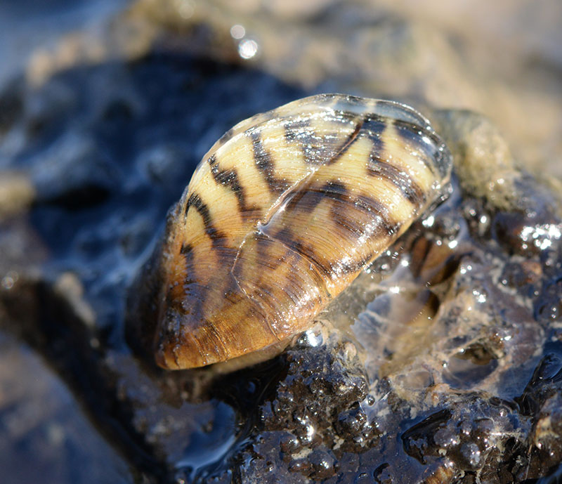 Zebra mussel