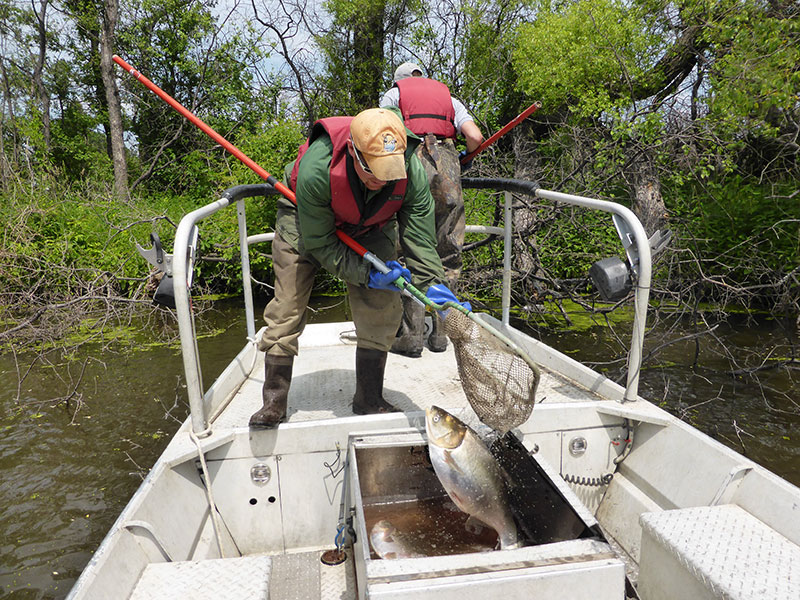 DNR: Fish & Wildlife: Nasal Bots