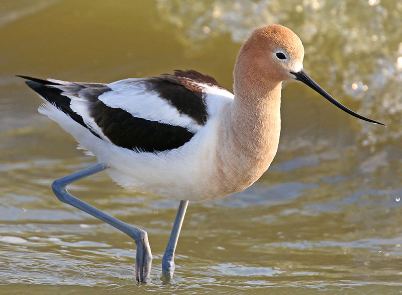 American avocet