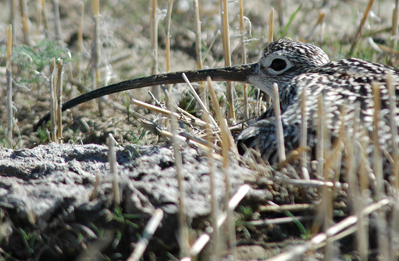 Long-billed curlew