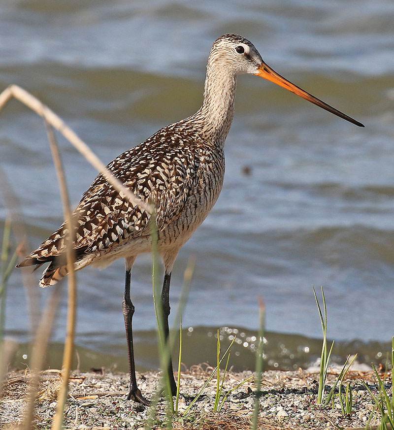 Marbled godwit