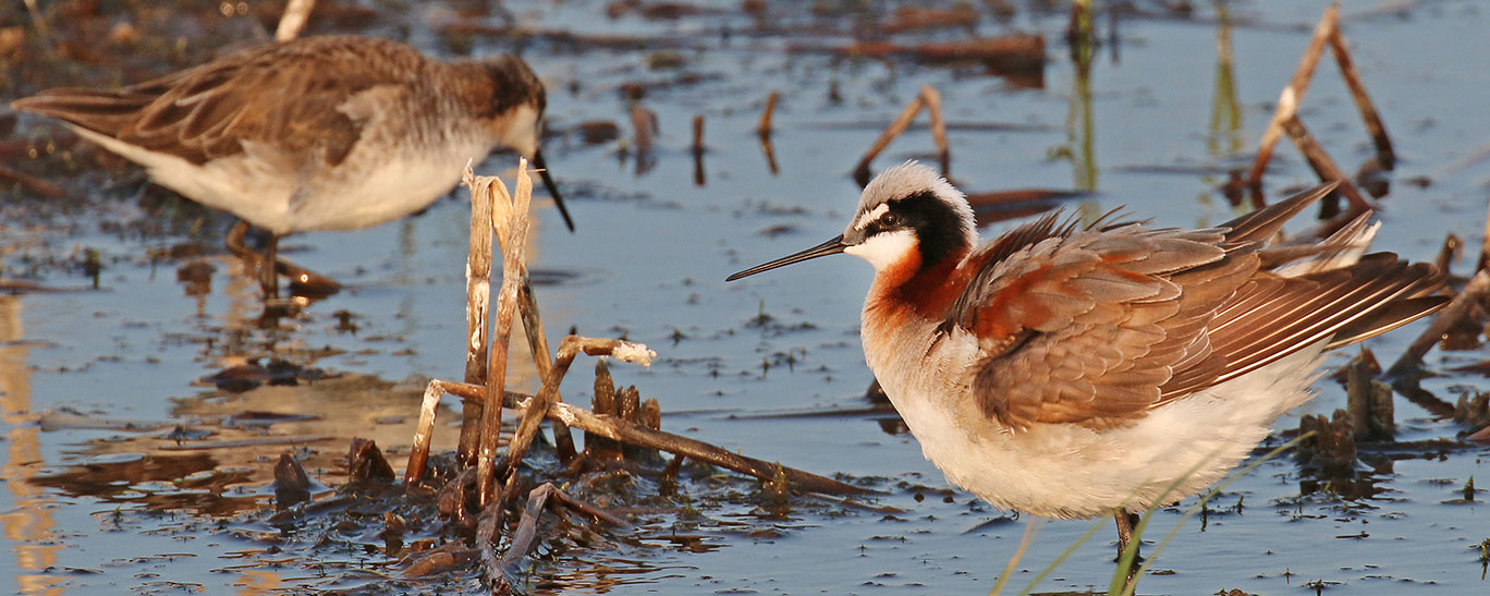 Wilson's phalarope