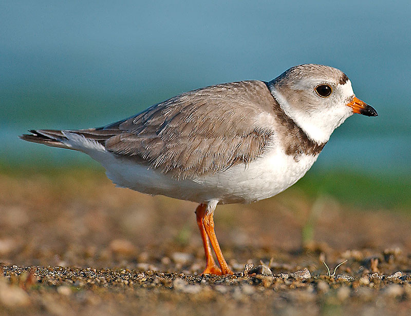 Piping plover