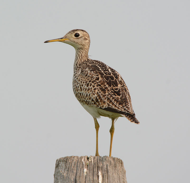 Upland Sandpiper