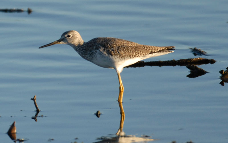 Lesser yellowlegs