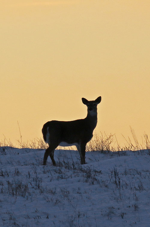 Whitetail deer in snow