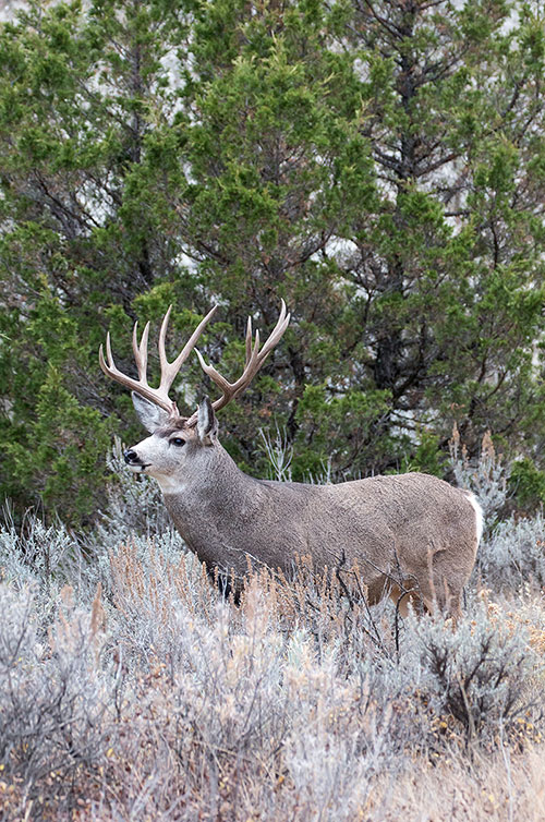 Mule deer buck