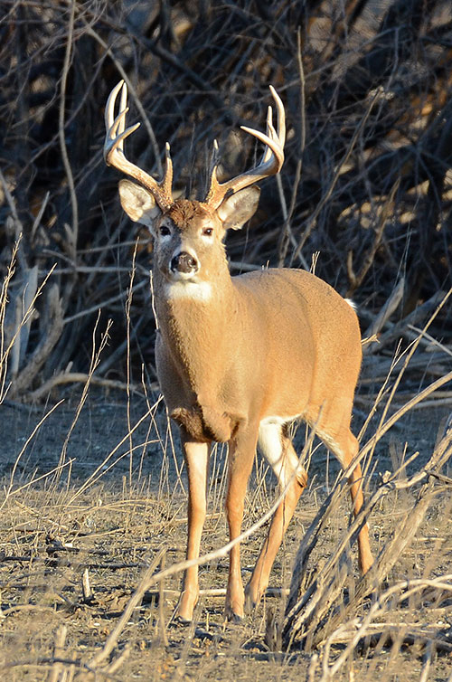 Whitetail buck