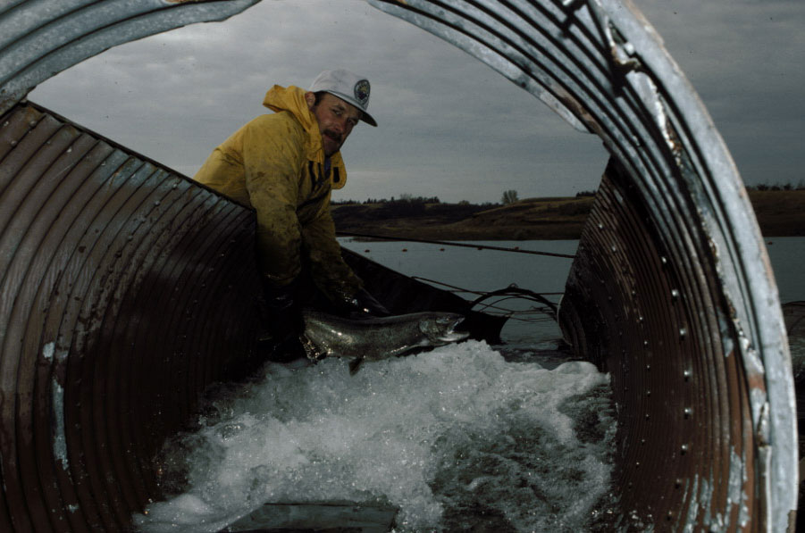 Salmon ladder