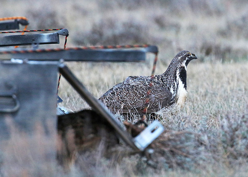 Sage grouse just released into new area