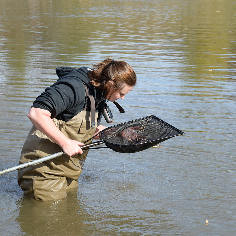 Biologist looking for zebra mussels