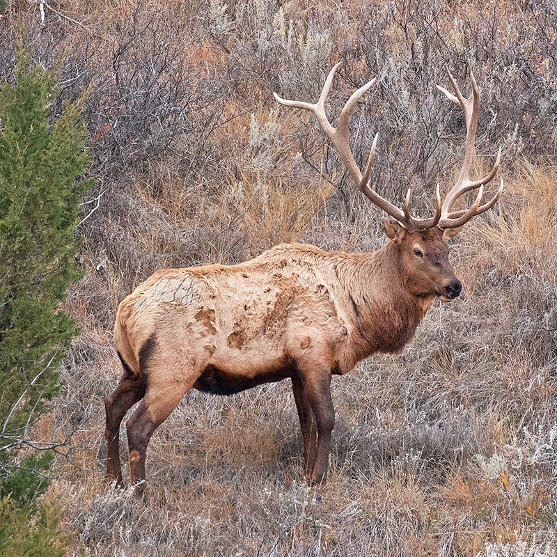 Elk