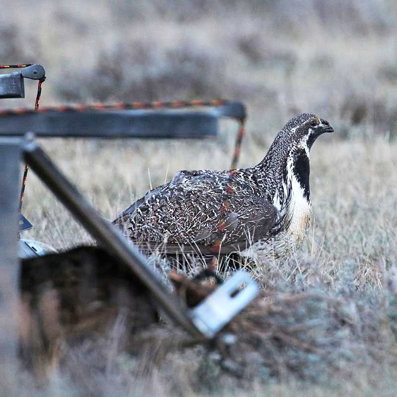 Sage grouse being released