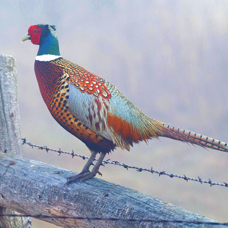 Pheasant Rooster