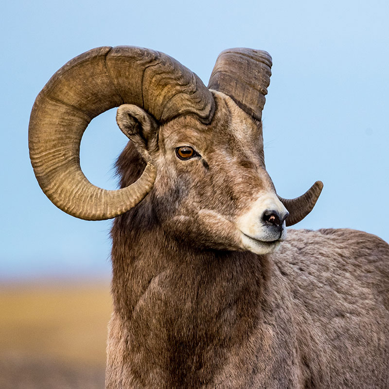 Bighorn Ram