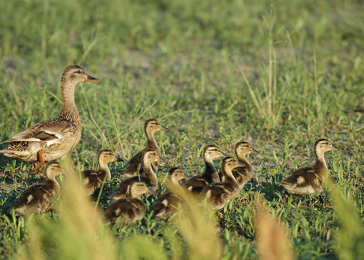 Duck brood