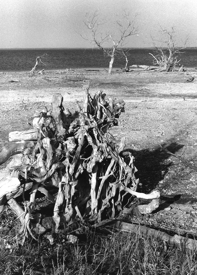 Dead wood on dry shore