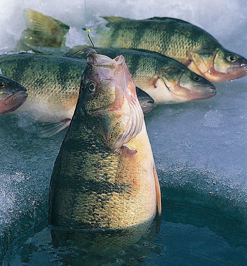 Perch caught ice fishing