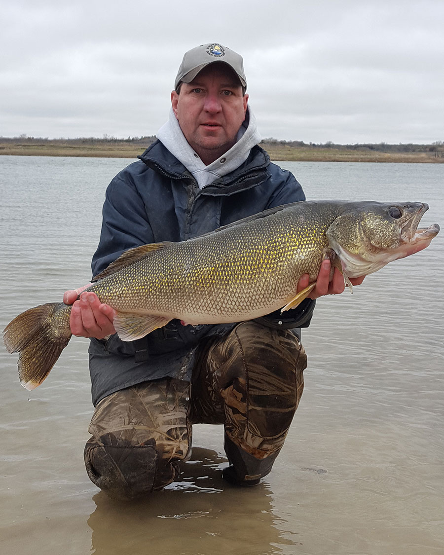 Fisheries biologist holding a 16 pound walleye netted during spawning