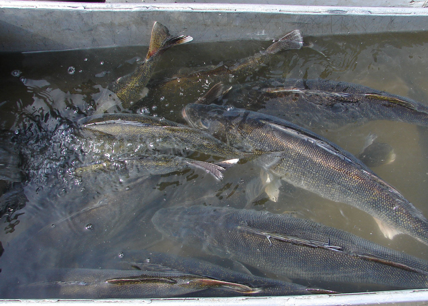 Walleye held temporarily in tank during spring spawning