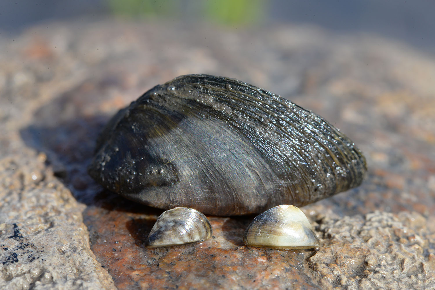 Zebra mussels