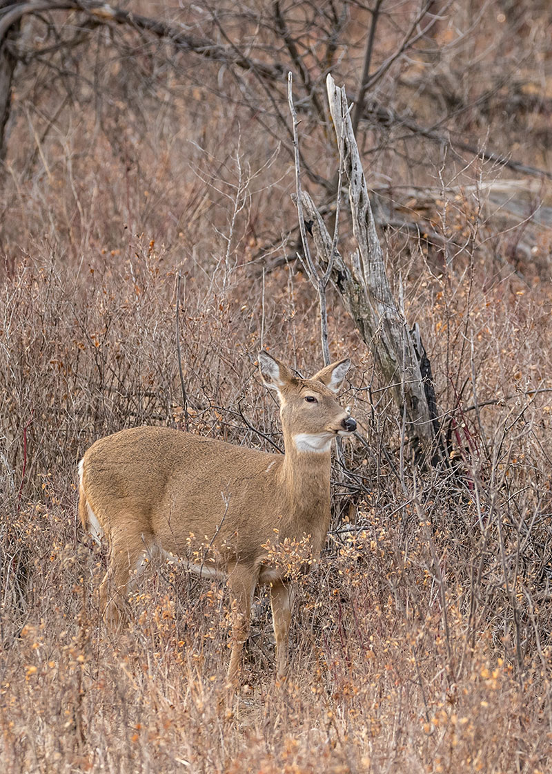 White-tail doe