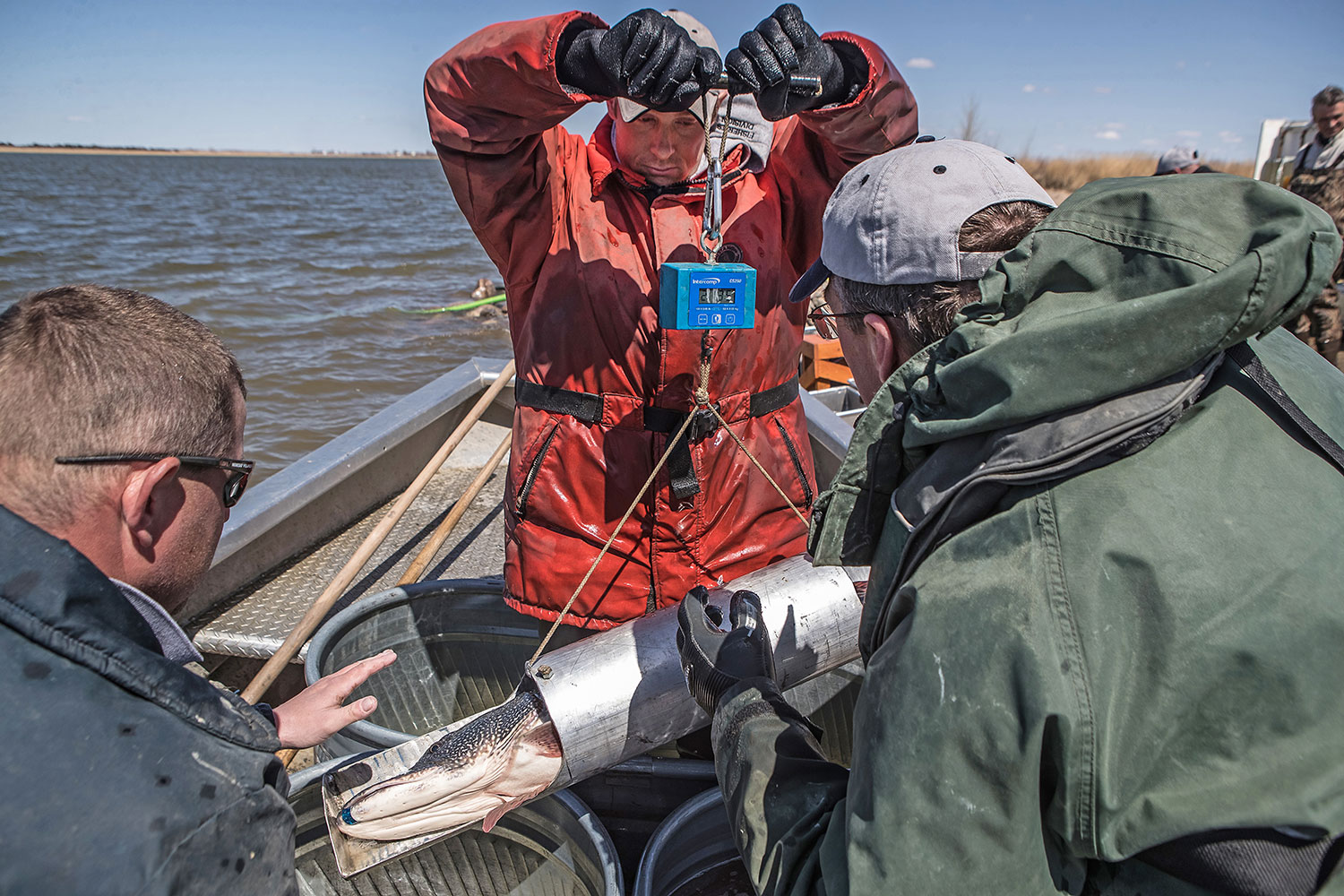 Weighing a pike