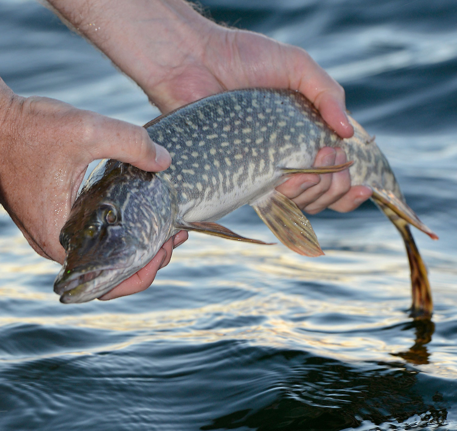 Pike release