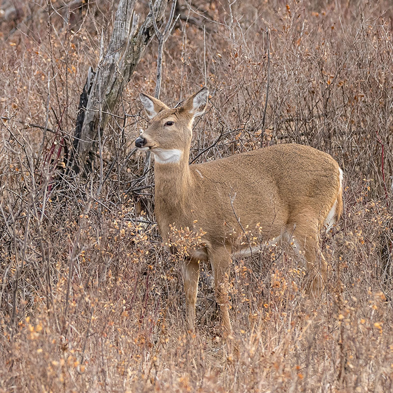 White-tailed doe