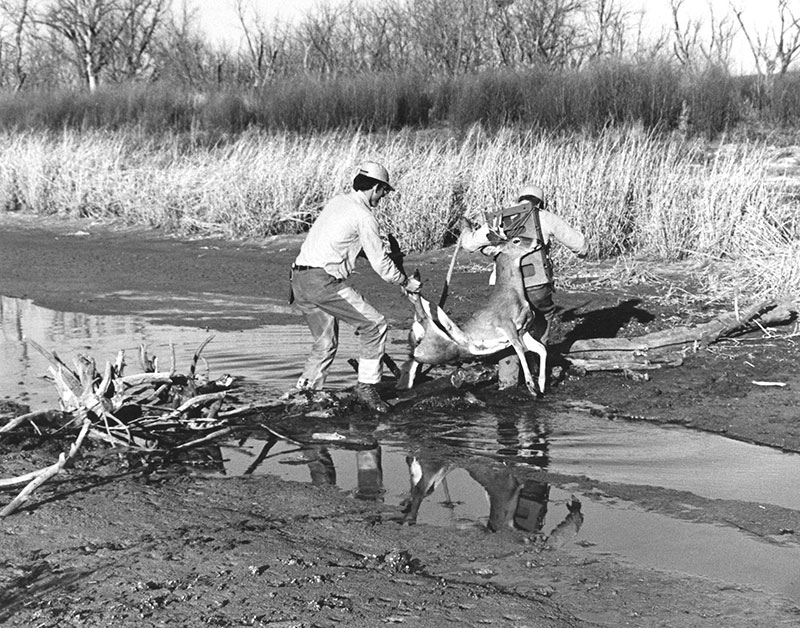 Hunters hauling deer across muddy area