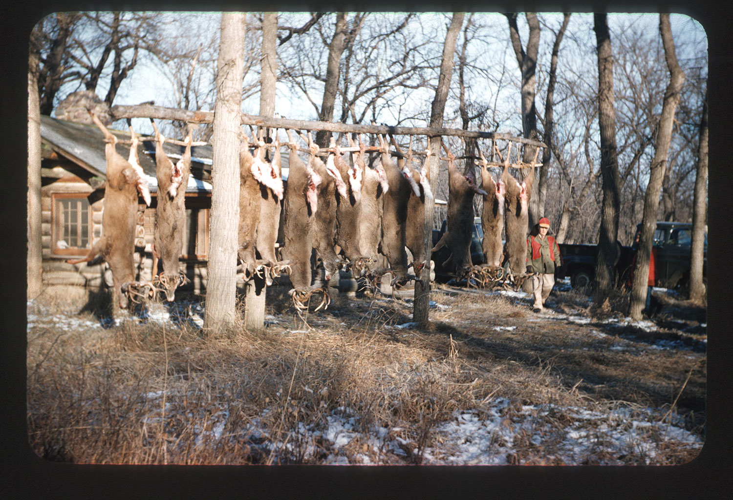 1939 Kodachrome transparency of deer hanging from wooden rack