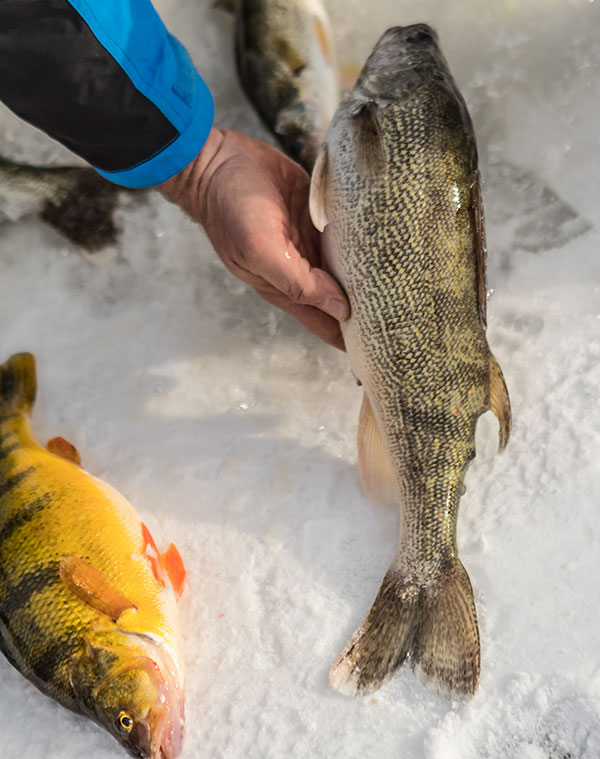 Angler with perch and walleye