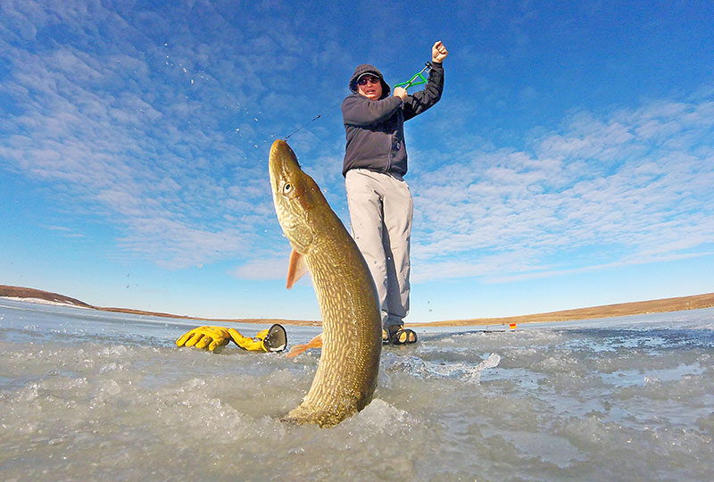 Angler pulling northern pike out of hole in ice