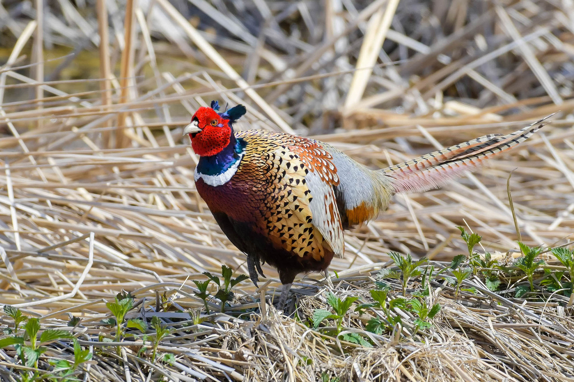 Male pheasant in field