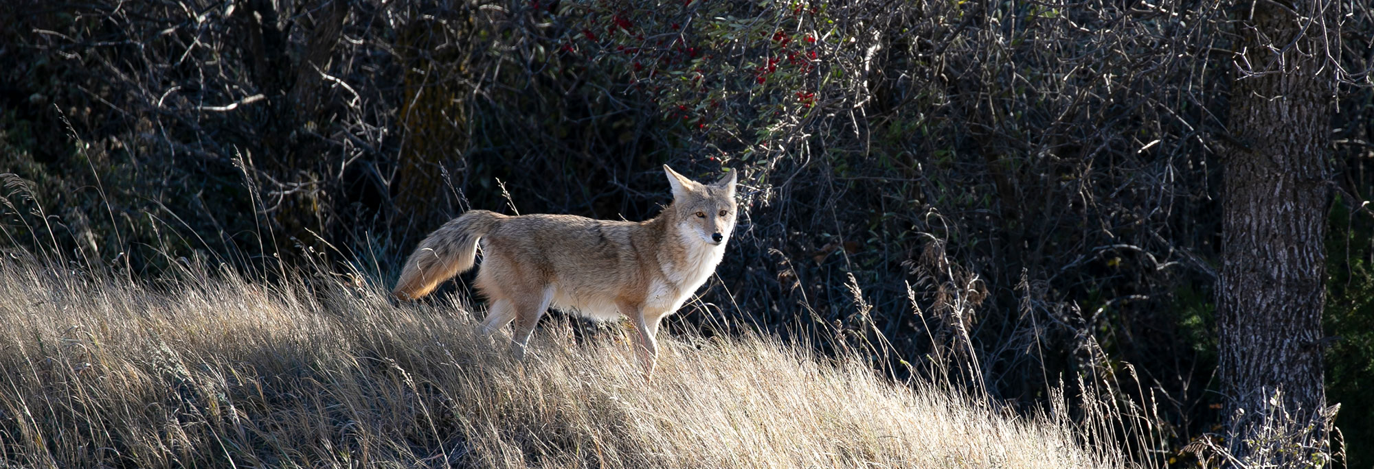 Coyote in the badlands