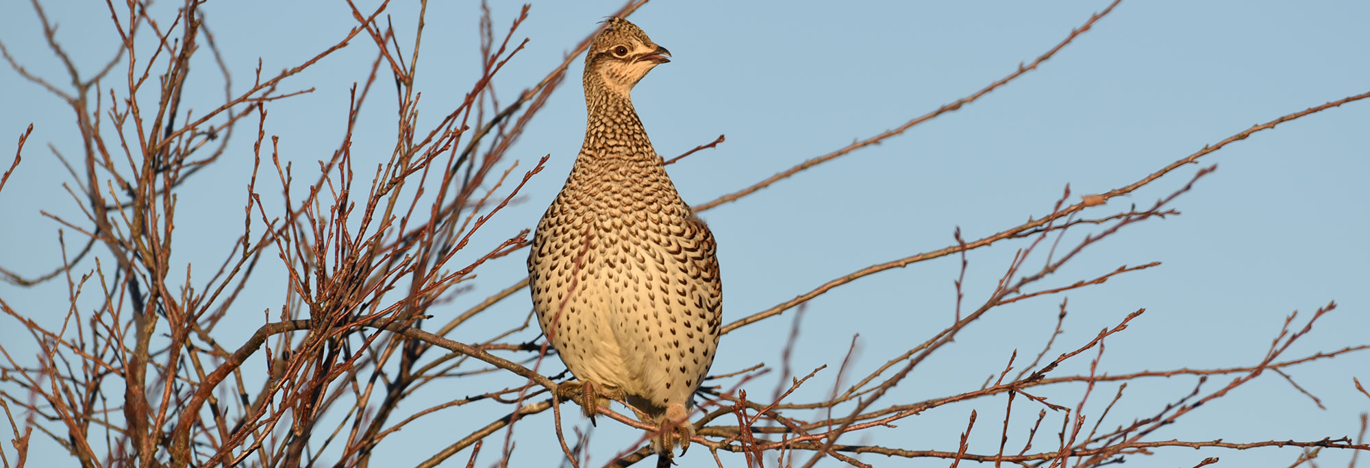 Sharp-tailed grouse in tree