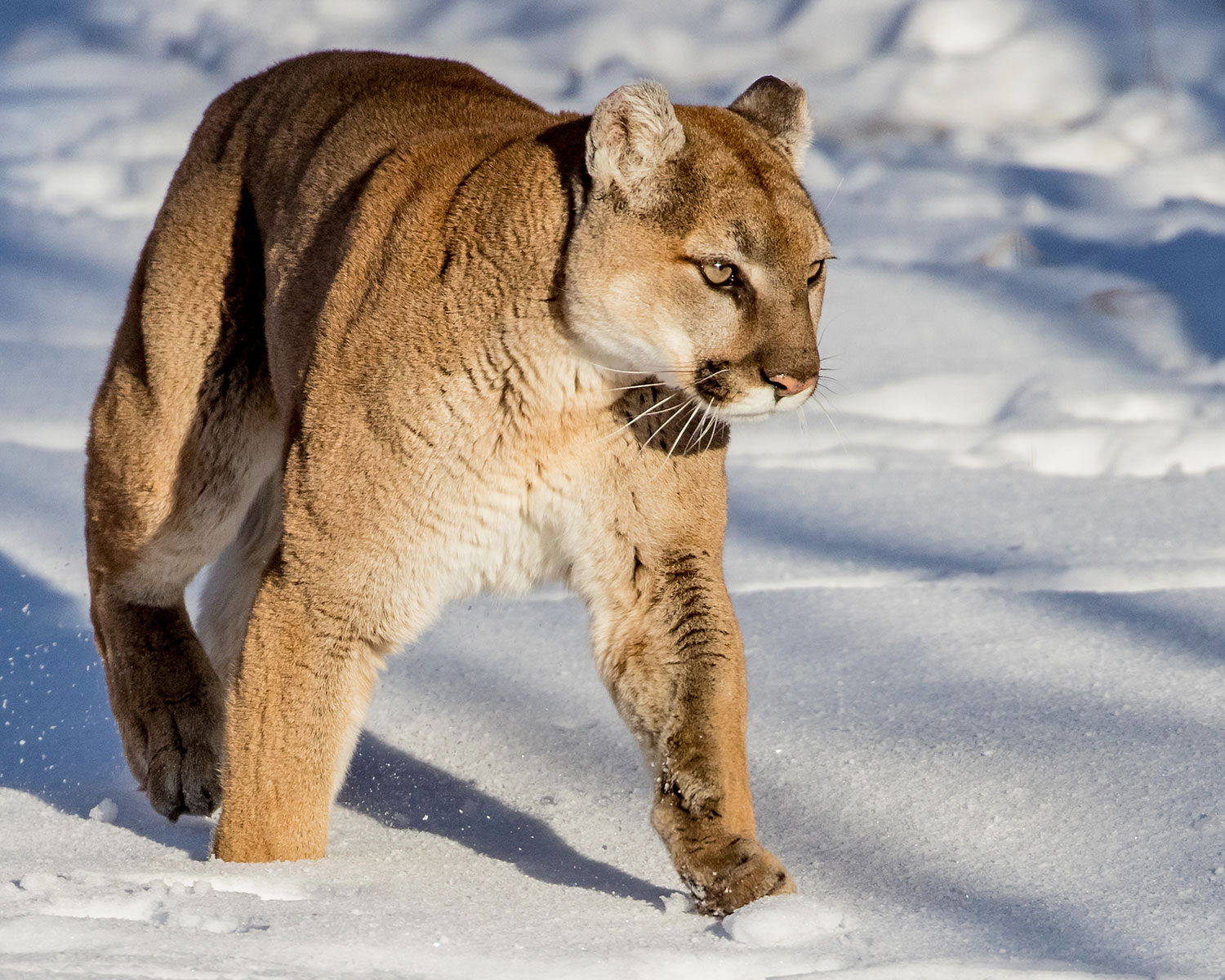 Mountain Lion