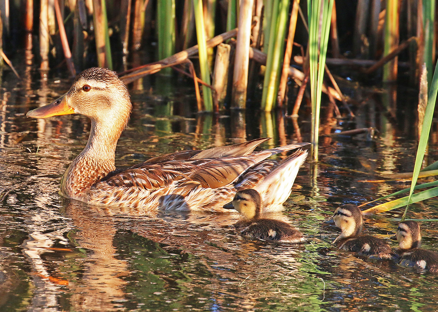 Duck with ducklings swimming