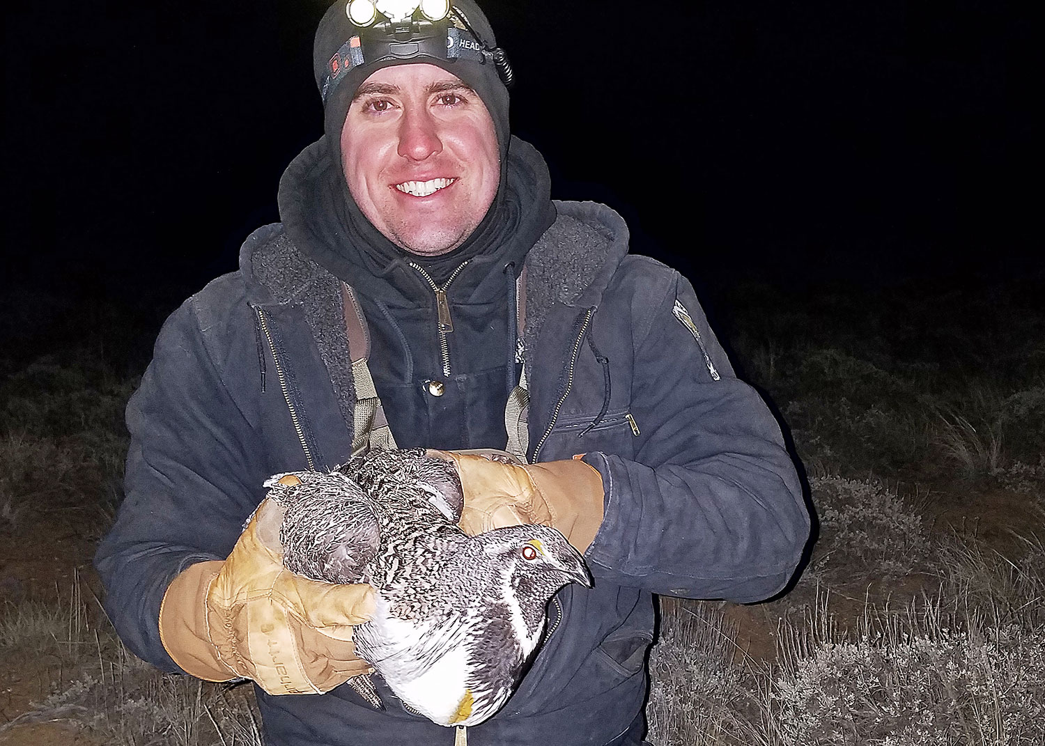 Wildlife technician holding captured adult sage grouse