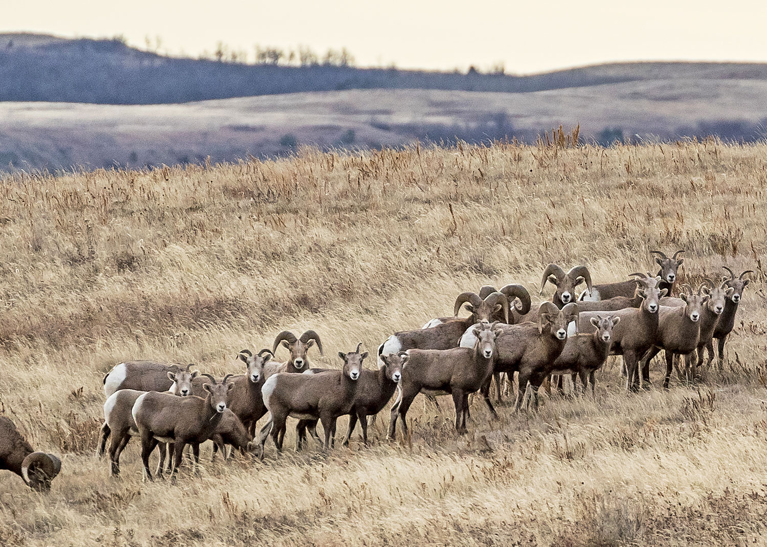 Bighorn sheep group