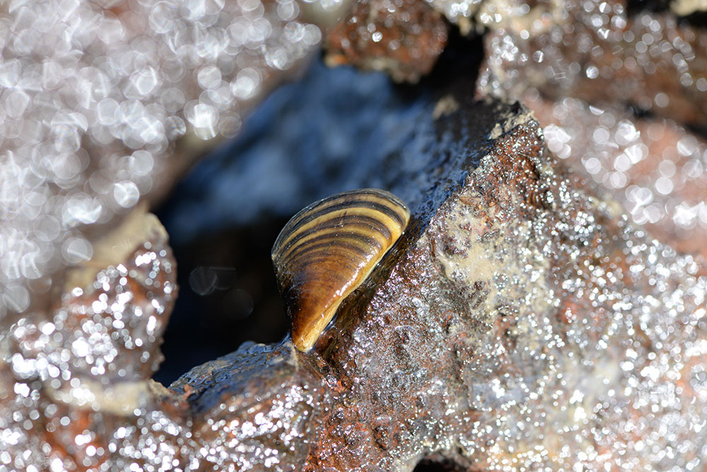 Zebra Mussel