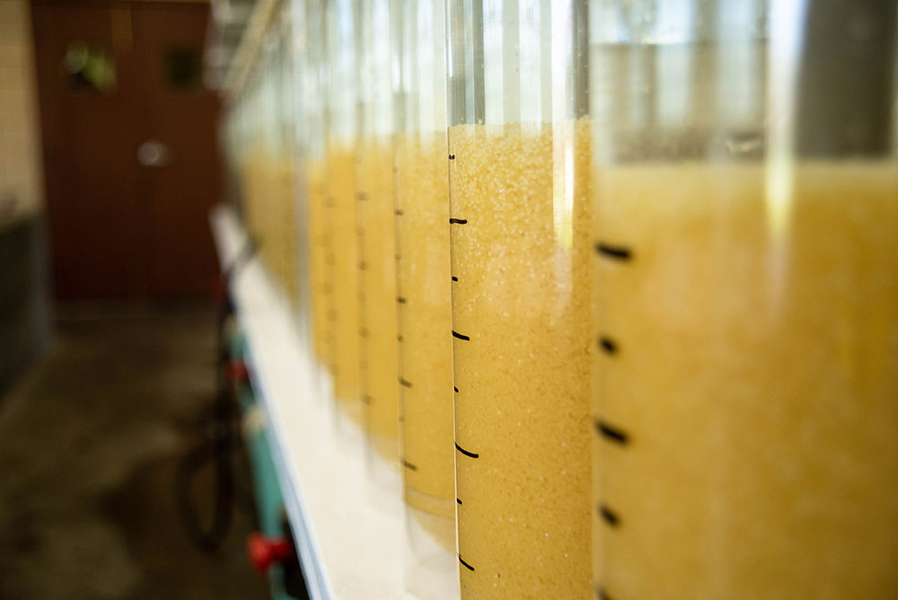 Walleye eggs in incubation jars