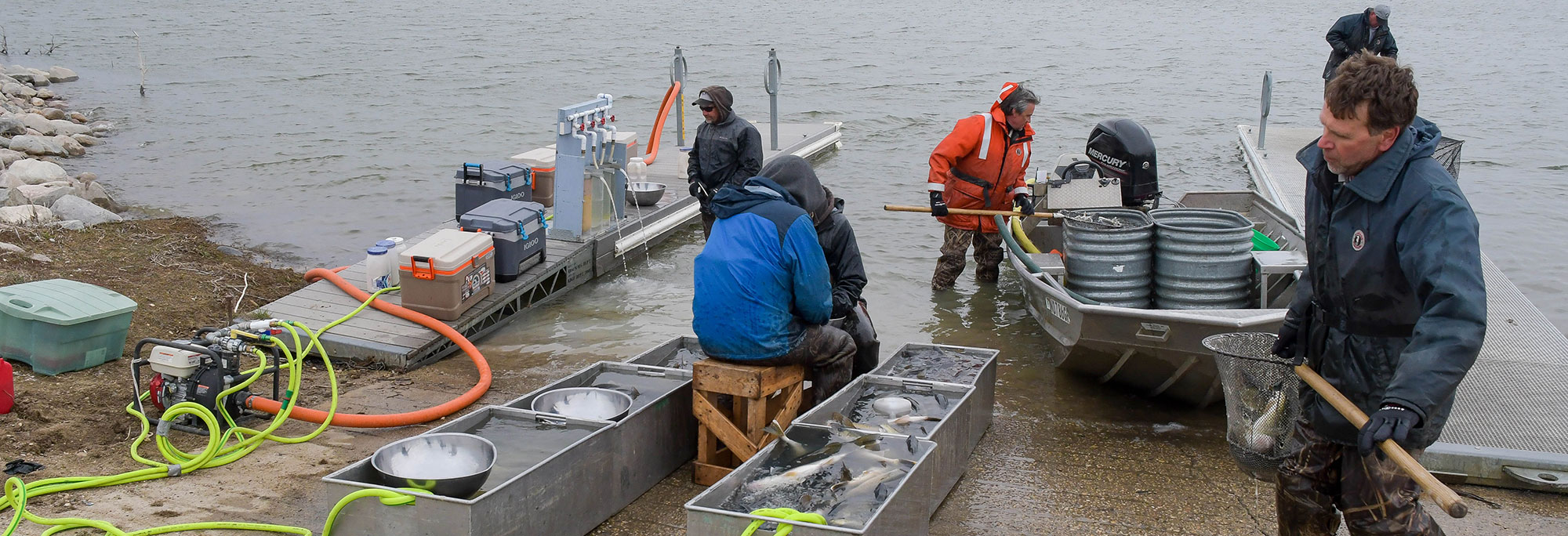 During the walleye spawn on Lake Sakakawea, there is little time for pause as fisheries biologists from both the Game and Fish Department and the U.S. Fish and Wildlife Service work to remove eggs and milt from spawning fish.