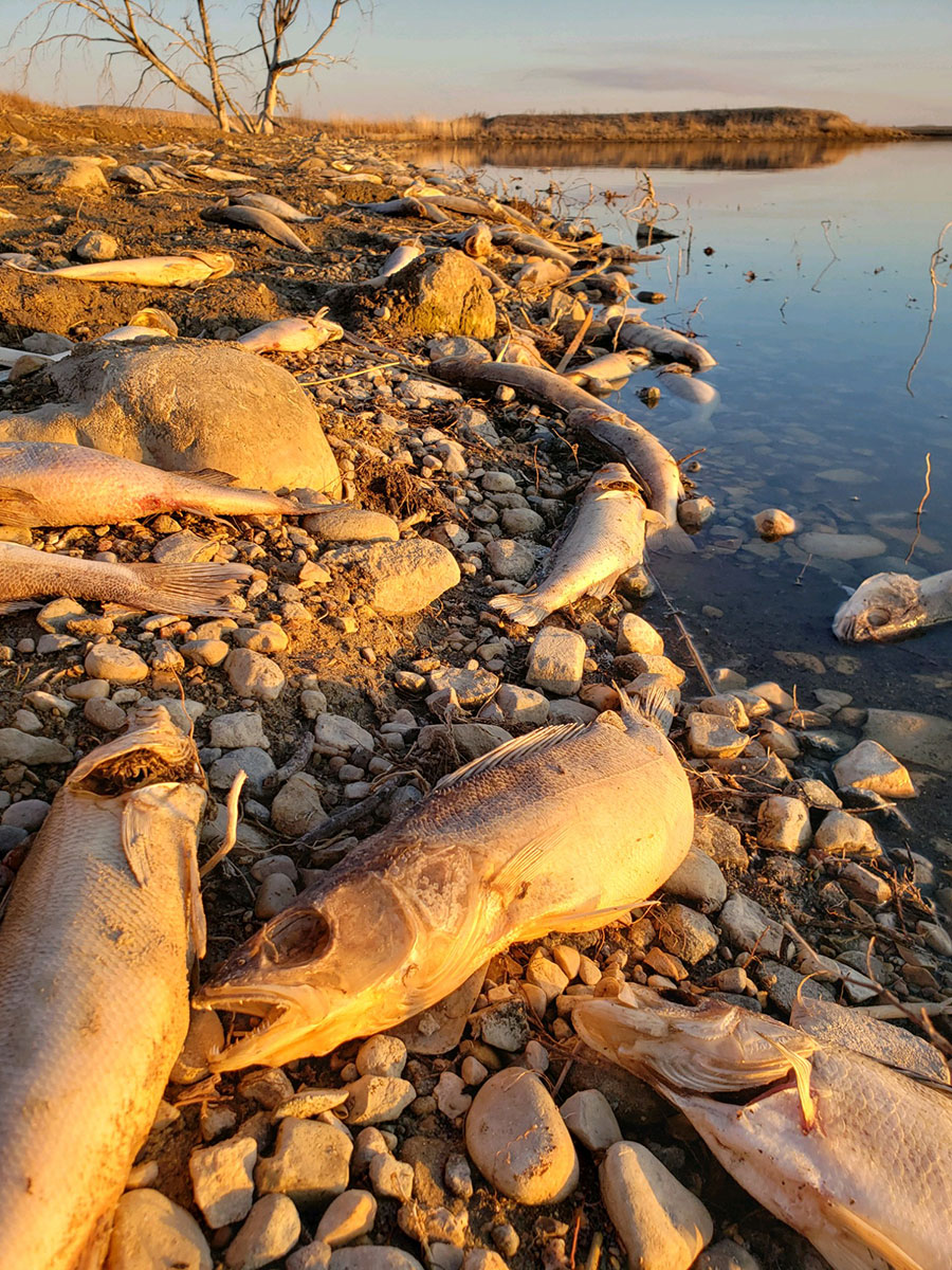 Fallout of a Tough Winter North Dakota Game and Fish